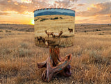 Lampshade Elk Herd